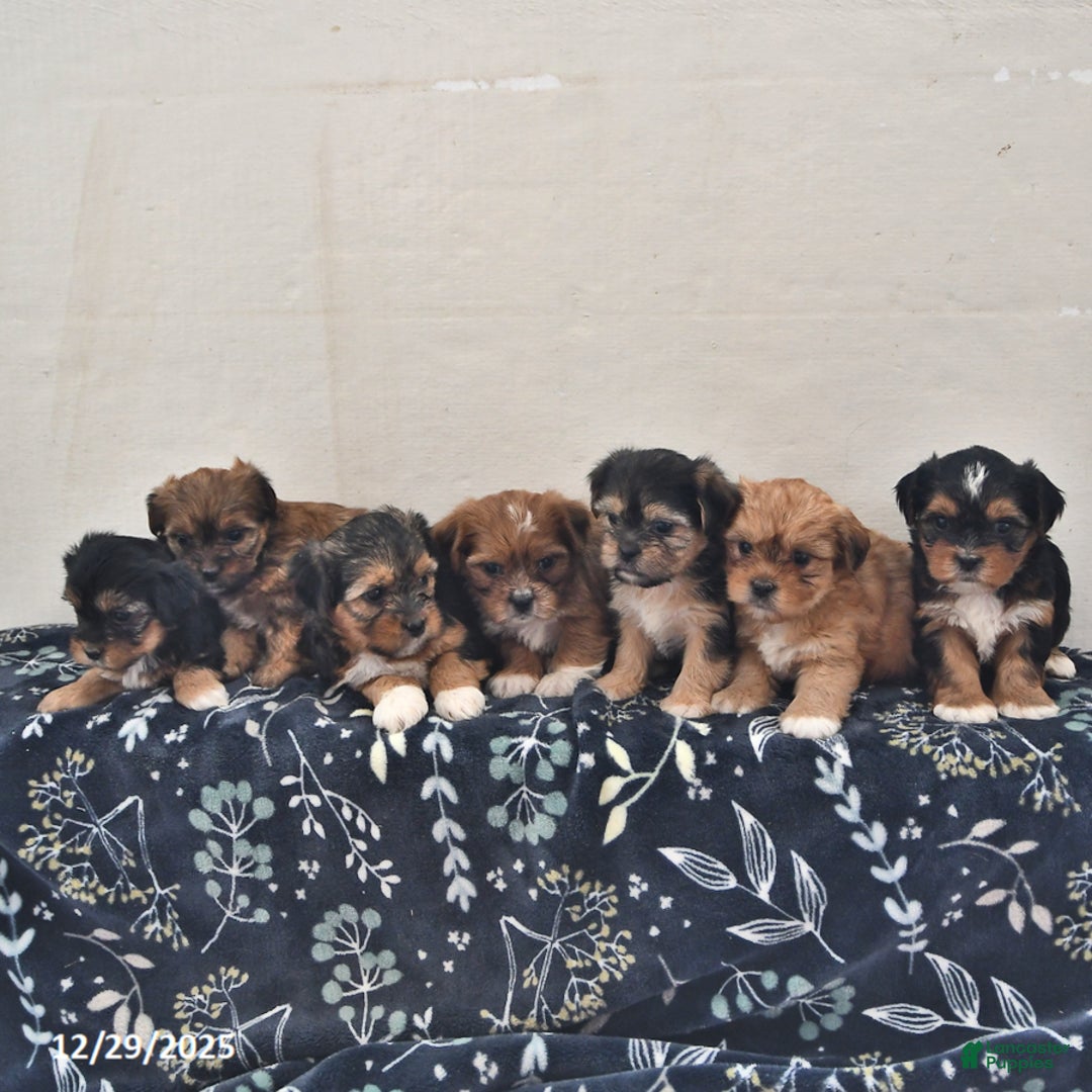 Shorkie dogs for sale: Coco  - Ad 5