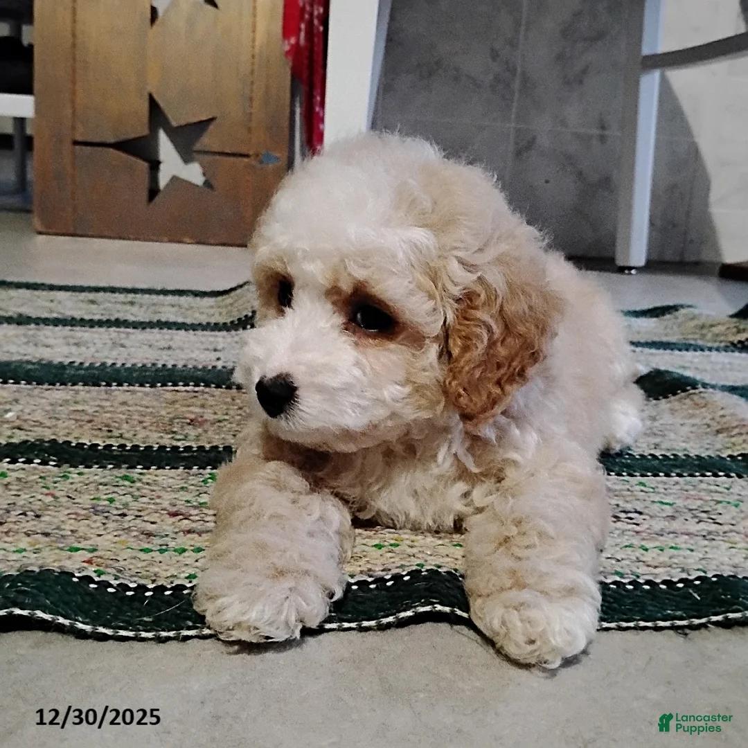 Mini Bernedoodle dogs for sale: Richie - Ad 4