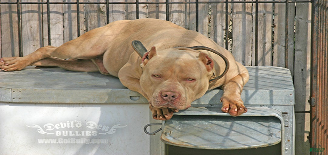 Gallery Image {{count}}