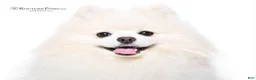 Pomeranian dogs for sale: Grace - Ad 6
