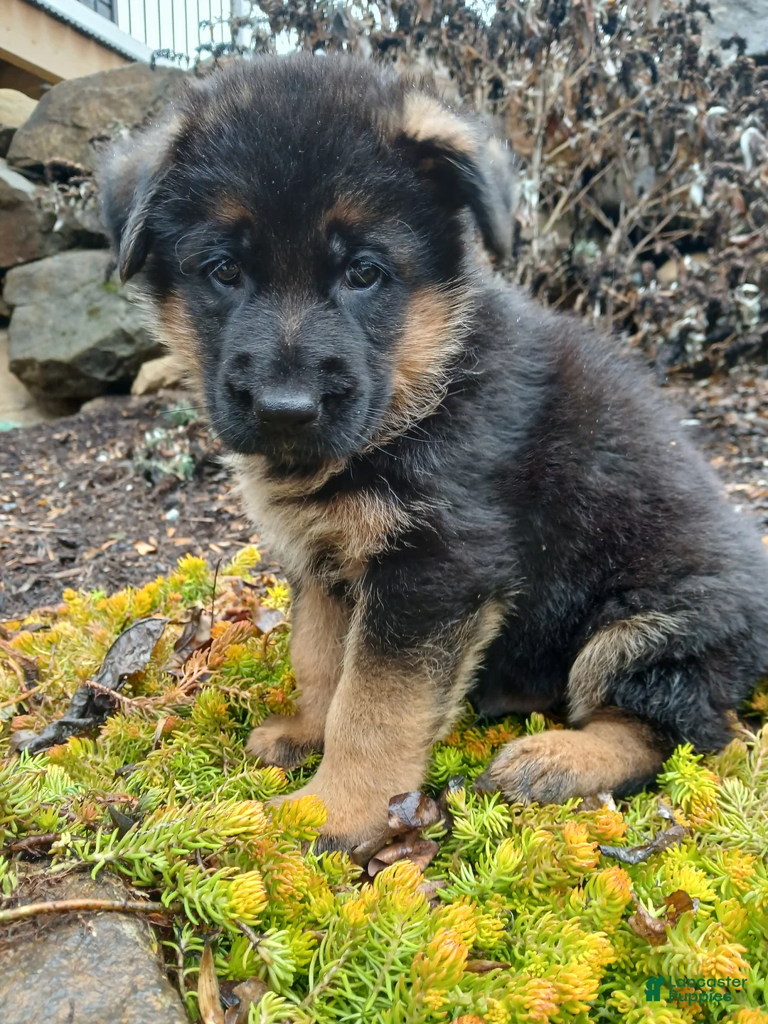 German Shepherd dogs for sale: Gunnar - Ad 1