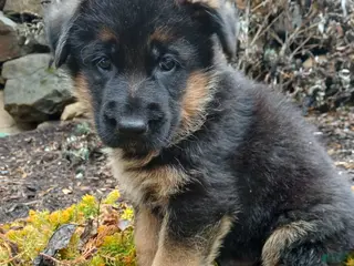 German Shepherd dogs for sale: Gunnar - Ad 2