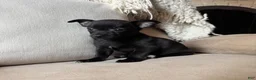 Chihuahua dogs for sale: Carlos - Ad 4
