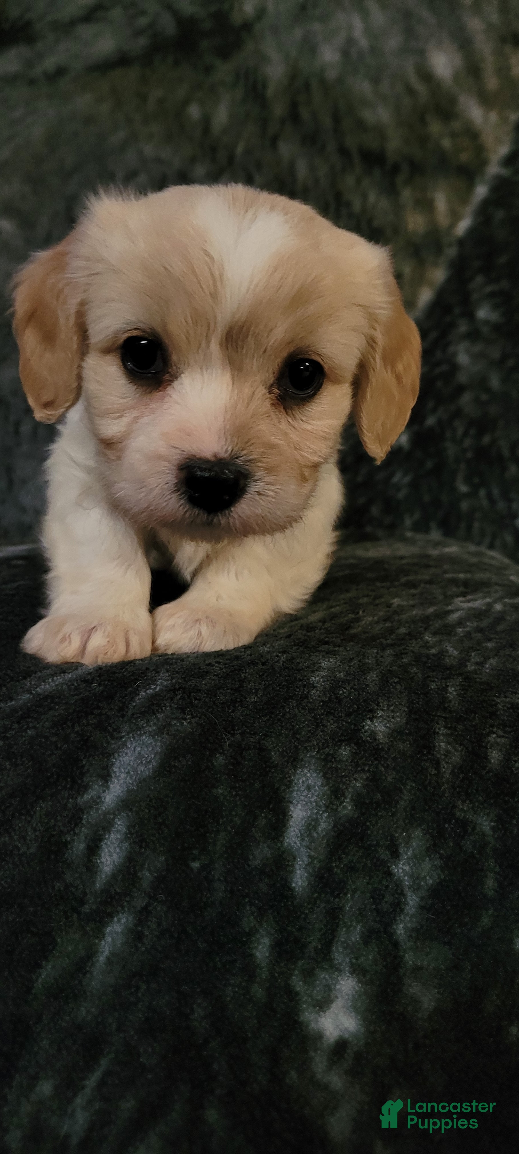 Cavachon dogs Chloe - Ad 2