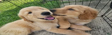 Golden Retriever 1
