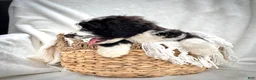 Bernedoodle dogs for sale: Cooper - Ad 10