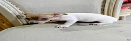 Teddy Roosevelt Terrier dogs for sale: DR JOHNNY - Ad 5