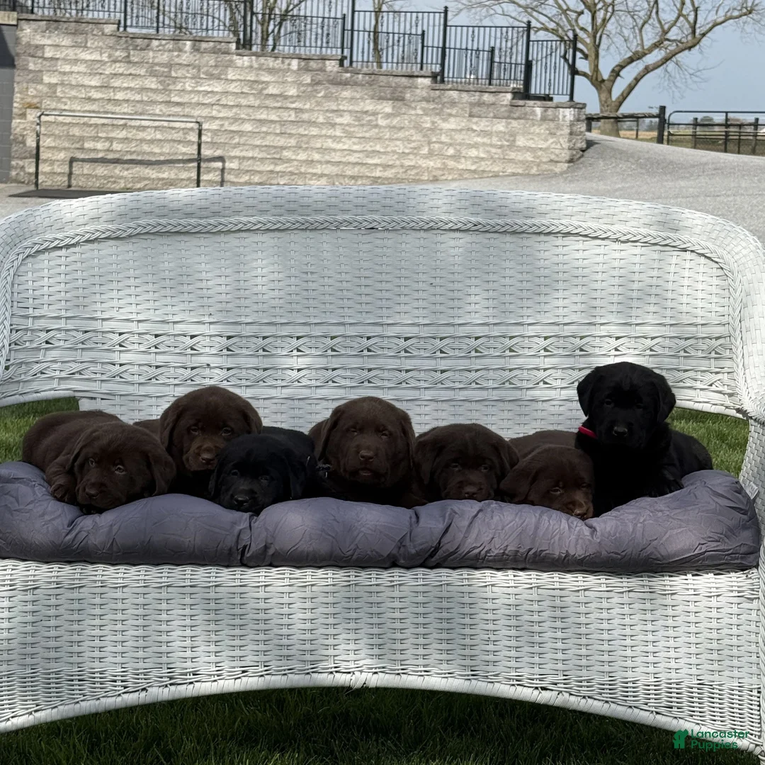 Labrador Retriever dogs for sale: Holly  - Ad 5