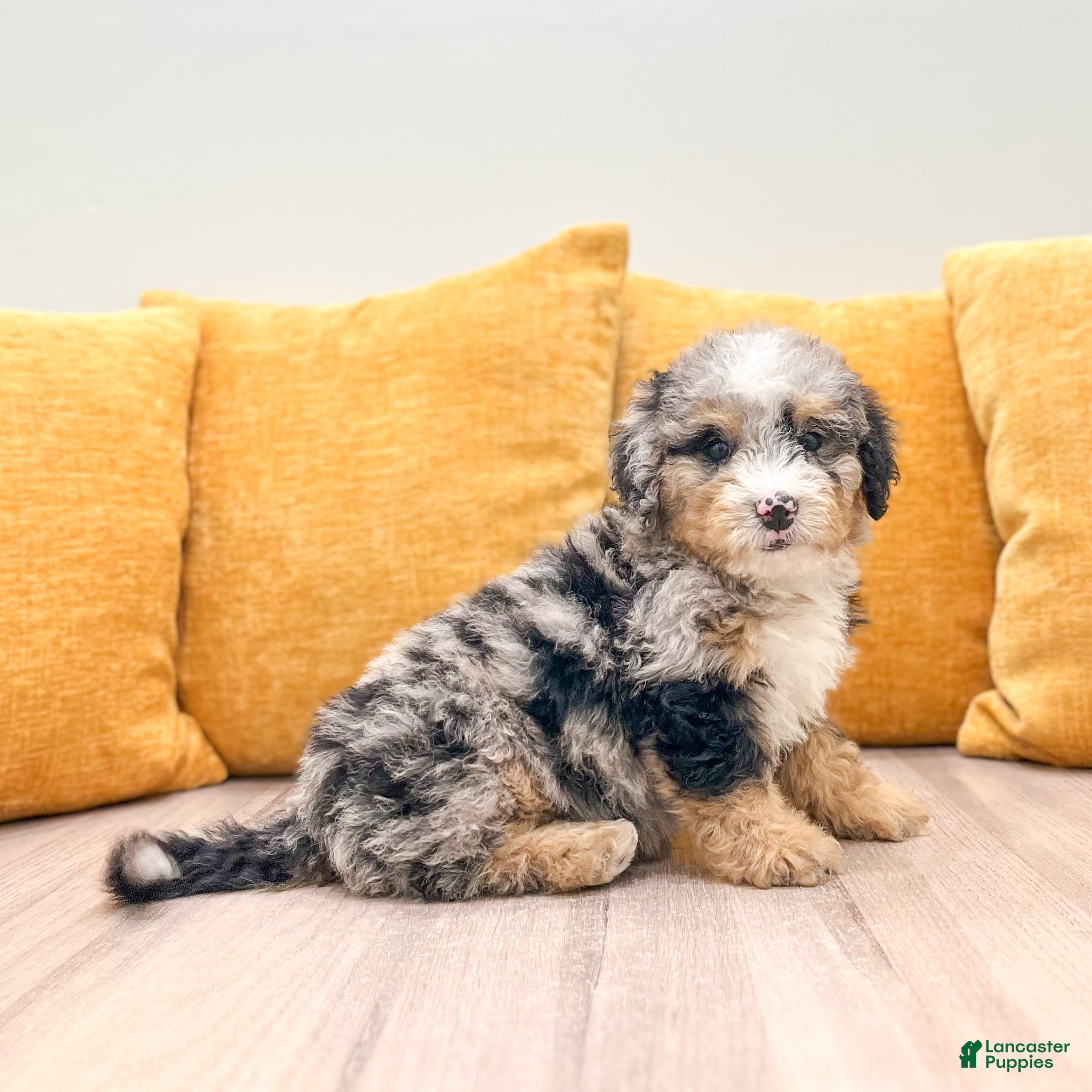 Mini Bernedoodle dogs Cookie - Ad 2