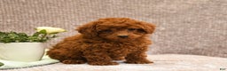 Toy Poodle dogs for sale: Lucky - Ad 2