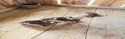 Catahoula Leopard Dog dogs for sale: MS 2026 Female 2 - Ad 8