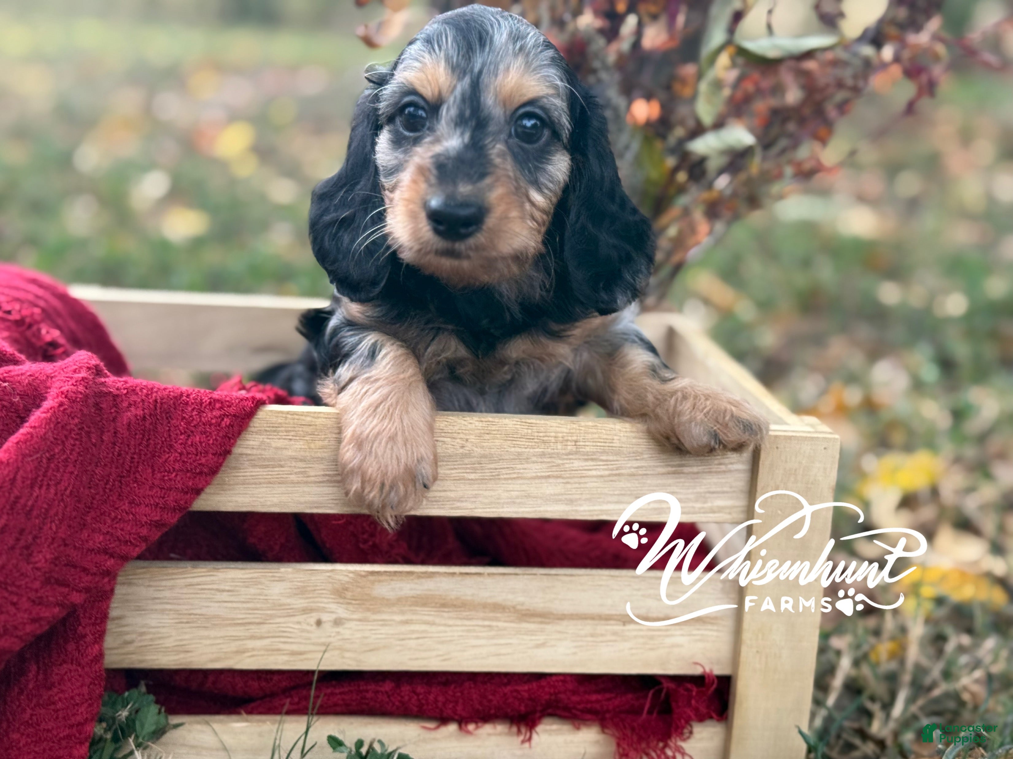 Miniature Dachshund dogs SILKY DAPPLE  - Ad 29