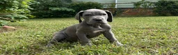Great Dane dogs for sale: Era - Ad 1