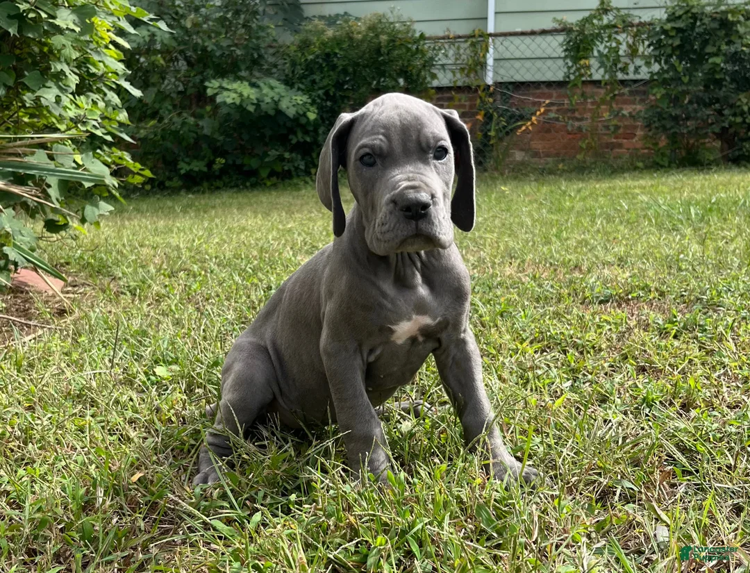 Great Dane dogs for sale: Era - Ad 1