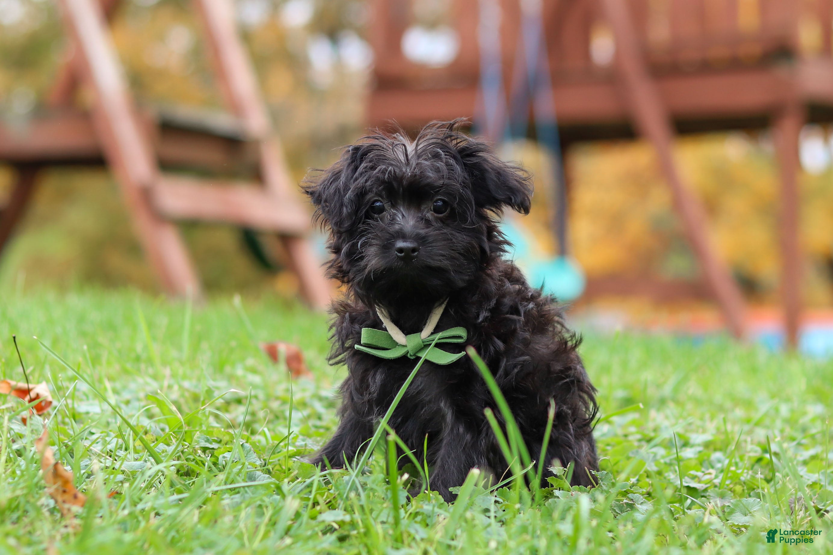 Yorkiepoo dogs Randall - Ad 1