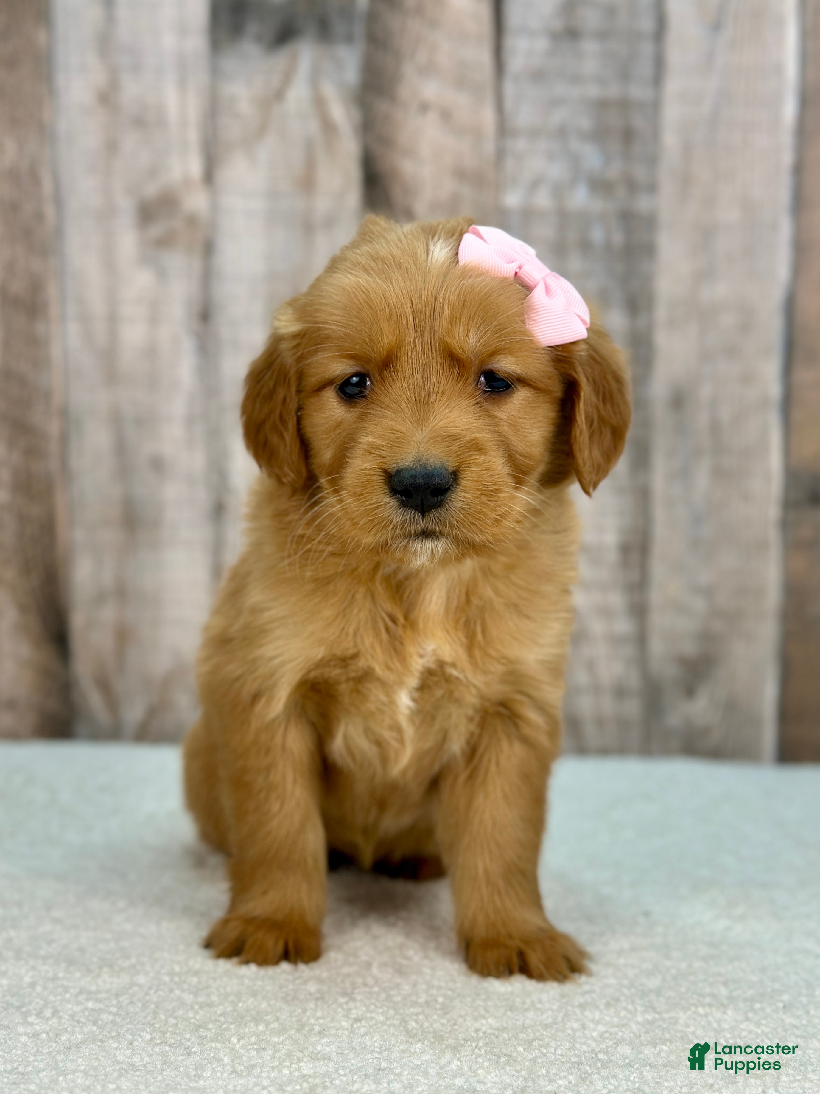 Golden Retriever dogs Betty - 6247 - Ad 2