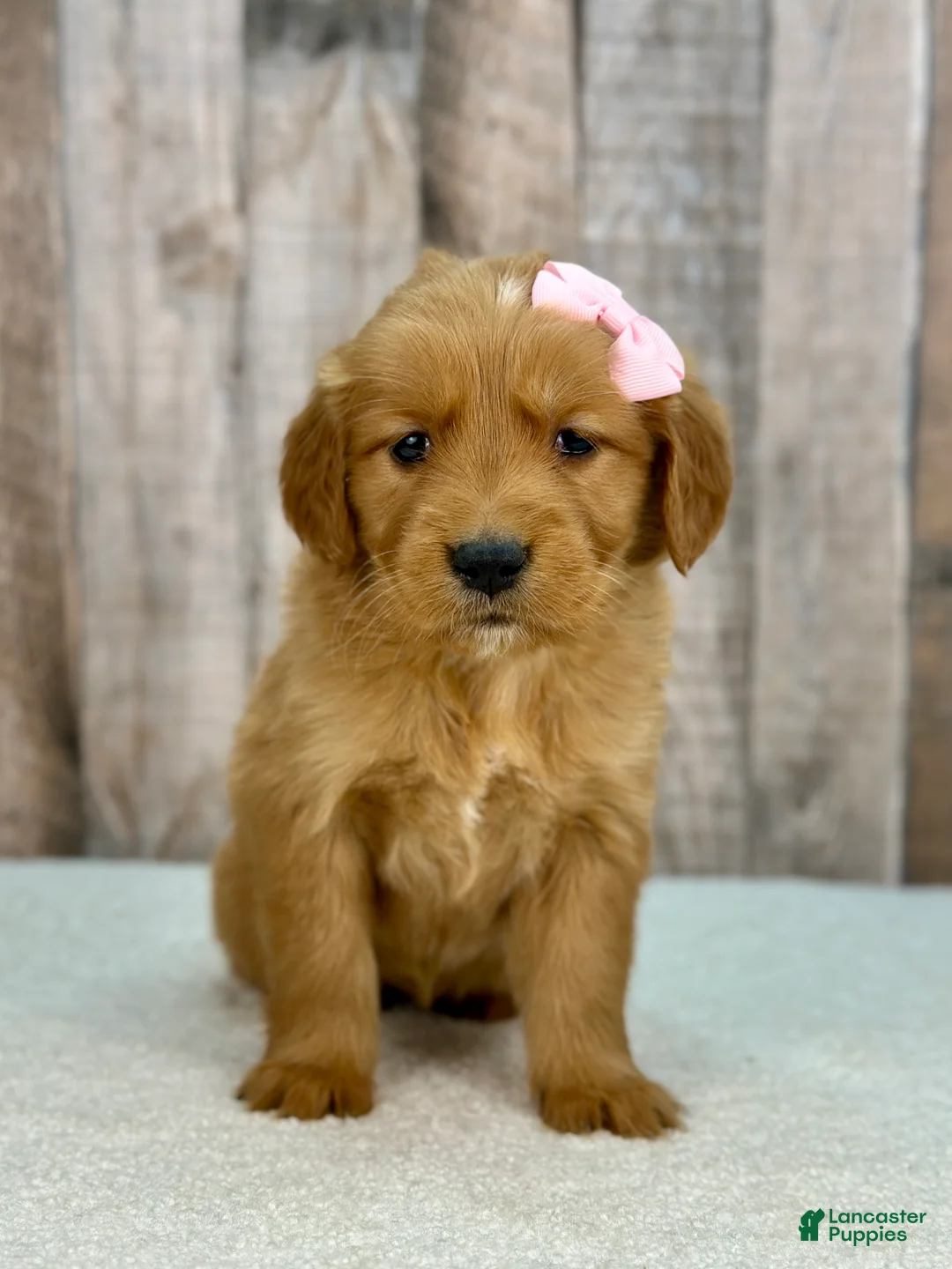 Golden Retriever dogs for sale: Betty - 6247 - Ad 2