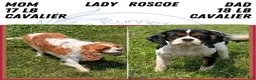 Cavalier King Charles Spaniel dogs for sale: Izzy - Ad 9