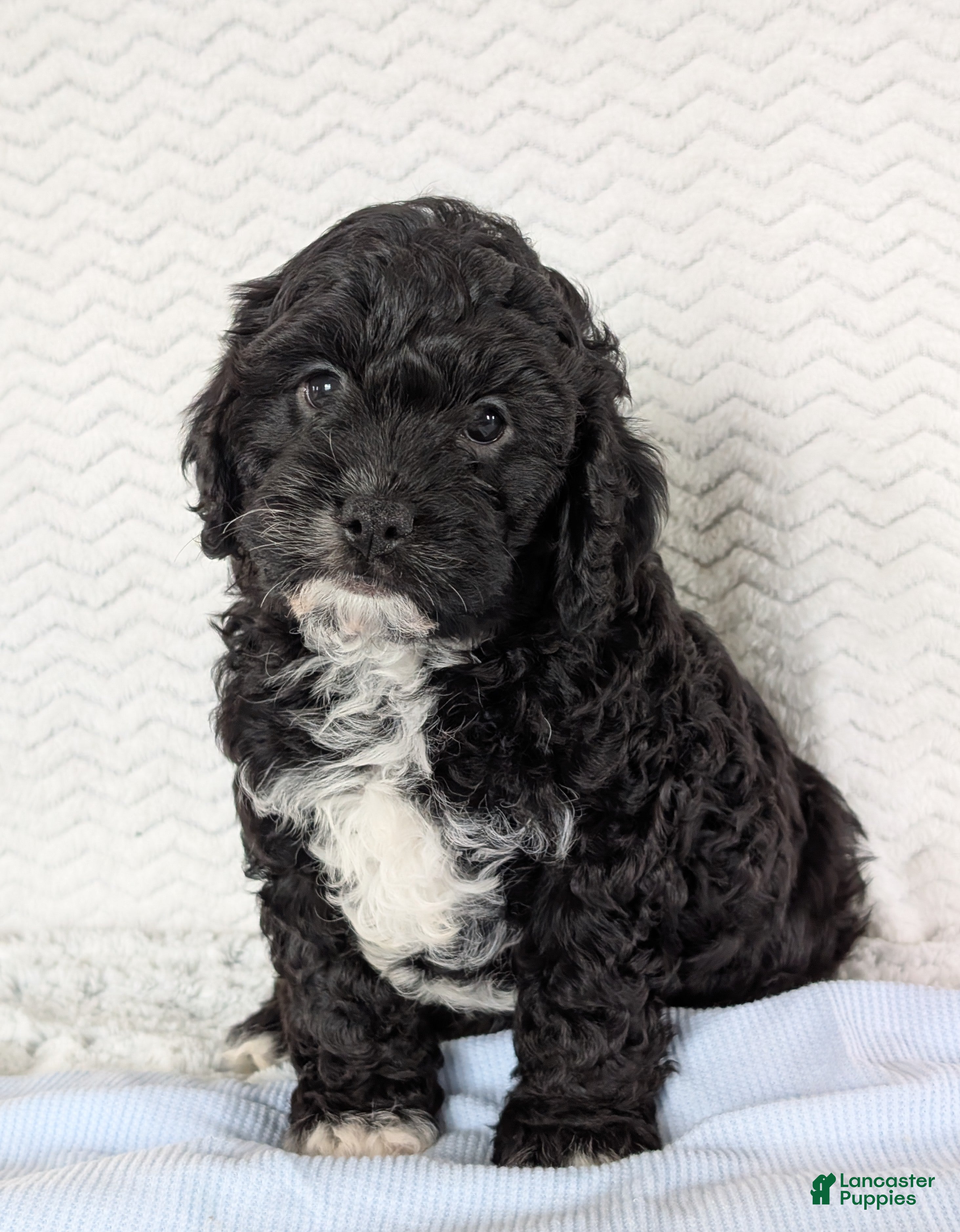 Cavapoo dogs Jake - Ad 1