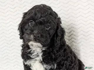 Cavapoo dogs for sale: Jake - Ad 2