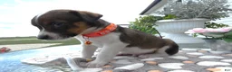 Mixed Breed dogs for sale: Mixed Breed 4 Drew - Ad 2
