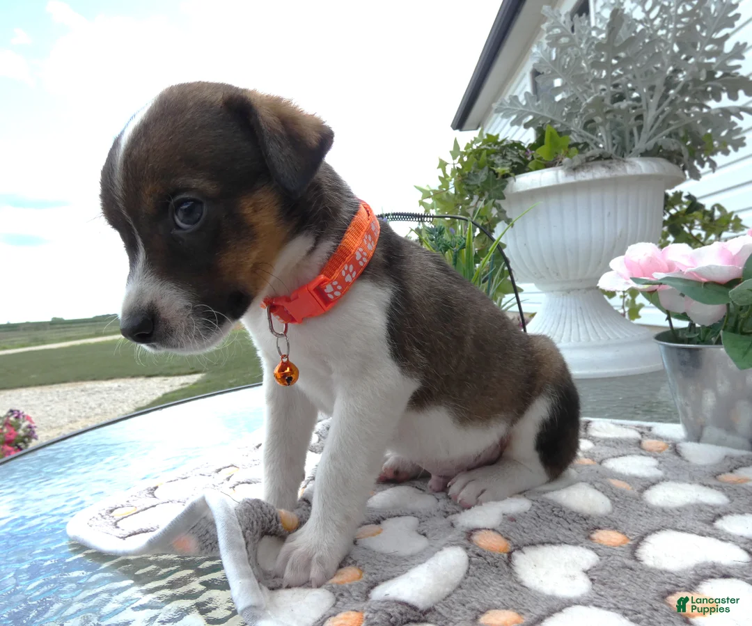 Mixed Breed dogs for sale: Mixed Breed 4 Drew - Ad 2