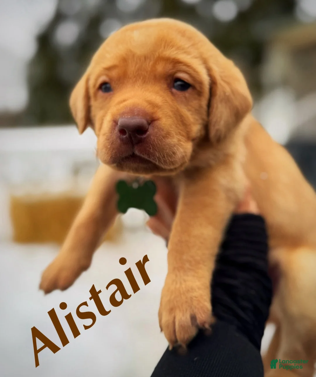 Lakeland Terrier dogs for sale: Labrador retriever - Ad 23