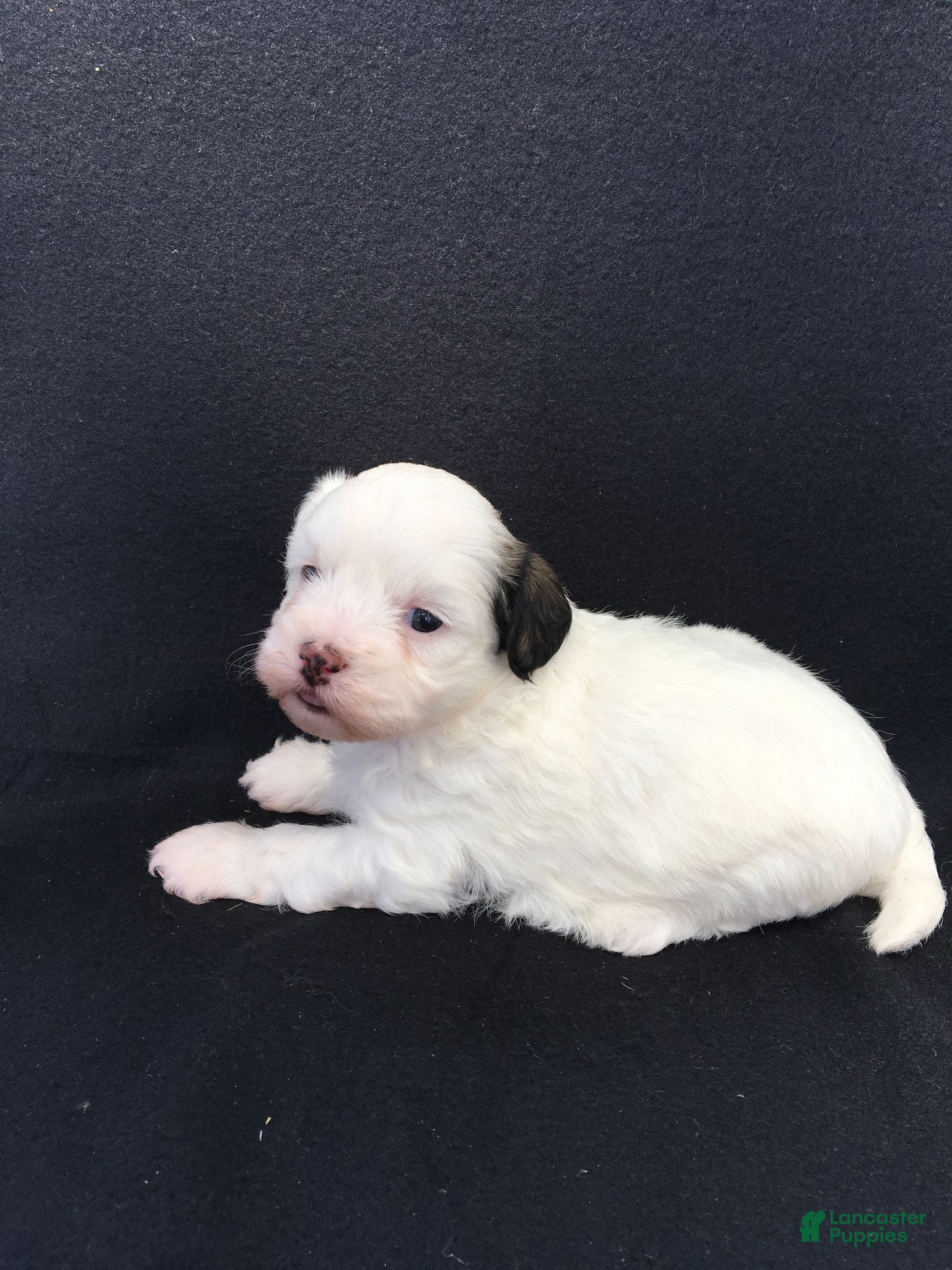 Shihpoo dogs Robin - Ad 1