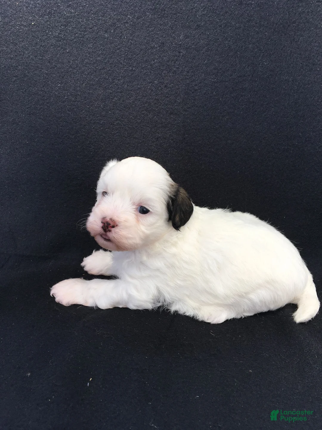 Shihpoo dogs for sale: Robin - Ad 1