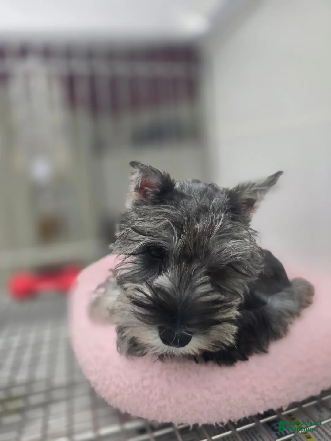 Miniature Schnauzer dogs for sale: Pepper - Ad 2