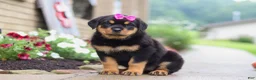 Rottweiler dogs for sale: Darla - Ad 3