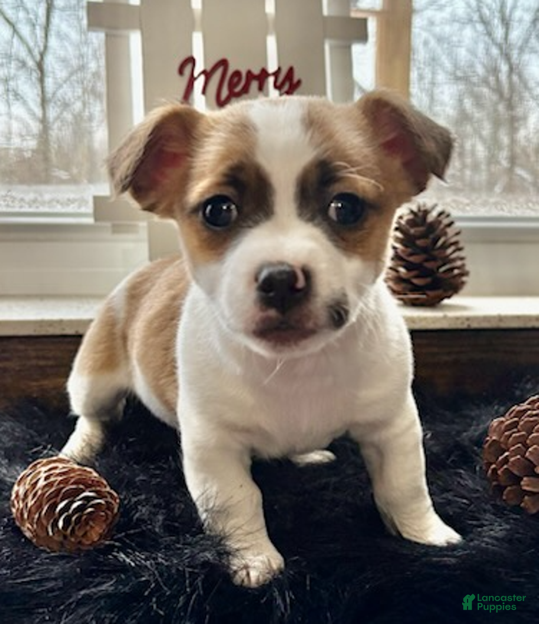 Jack Russell Terrier dogs for sale: Charlie - Ad 1