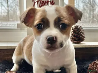 Jack Russell Terrier dogs Charlie - Ad 11