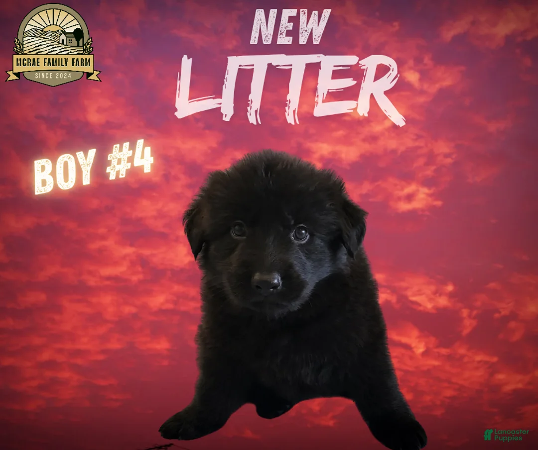 German Shepherd dogs for sale: German Shepherd Puppy 4 - Ad 1