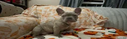 French Bulldog dogs for sale: French Bulldog 2 - Ad 11