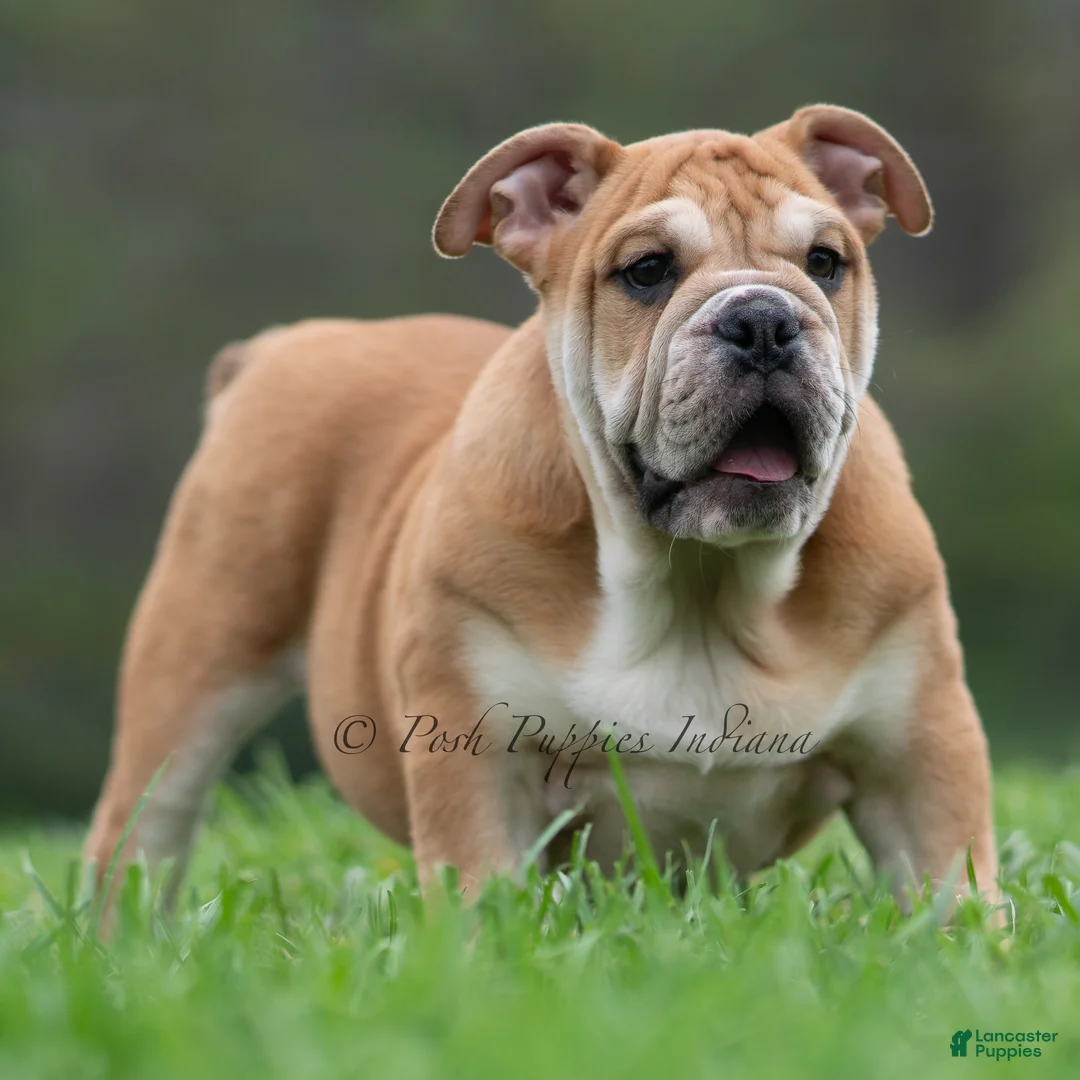 English Bulldog dogs for sale: Hulk - Ad 1