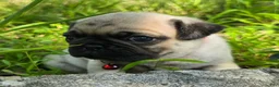 Pug dogs for sale: Moe - Ad 13