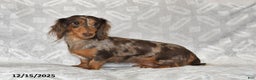 Dachshund dogs for sale: Ember - Ad 6