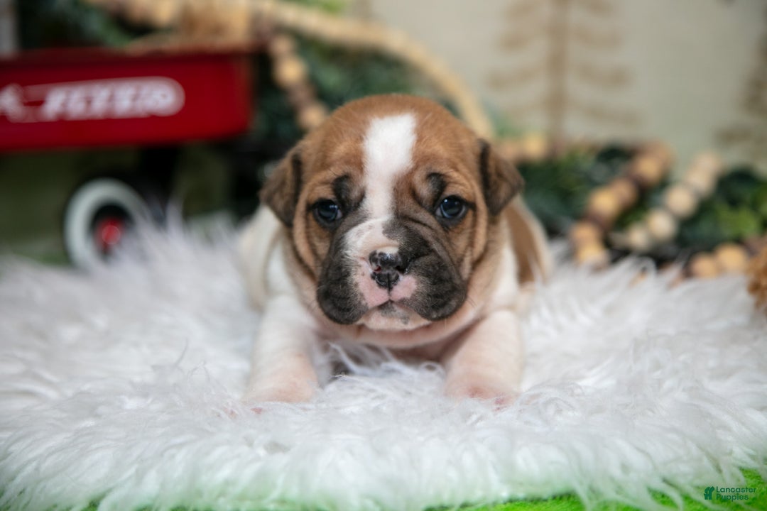 Mixed Breed dogs for sale: Coco - Ad 1