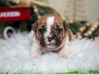 Mixed Breed dogs Coco - Ad 13