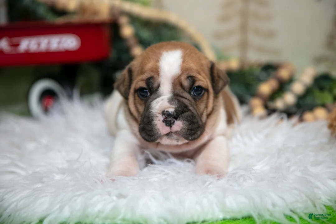 Mixed Breed dogs for sale: Coco - Ad 1