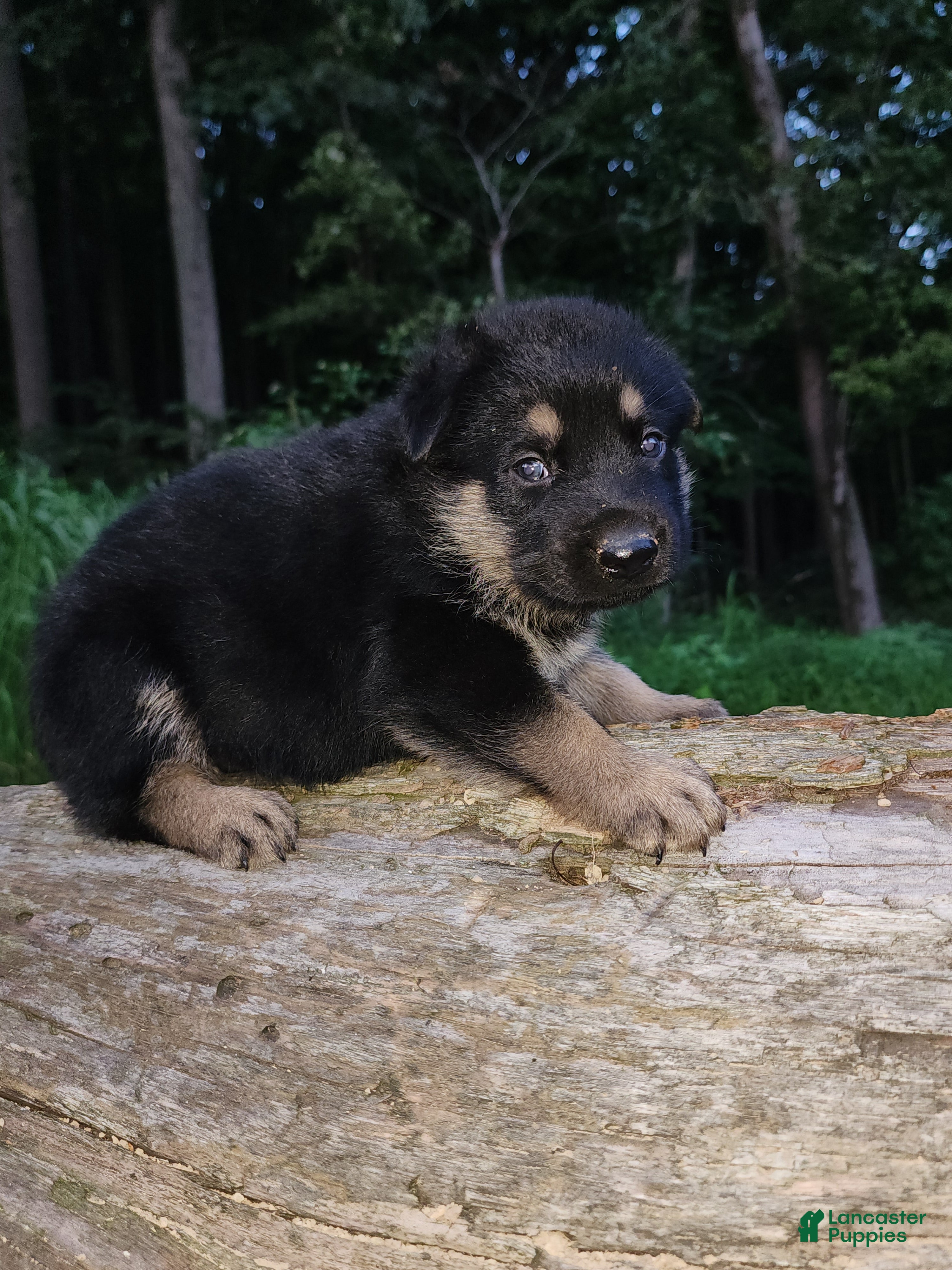 German Shepherd dogs German Shepherd 6 Truman - Ad 1