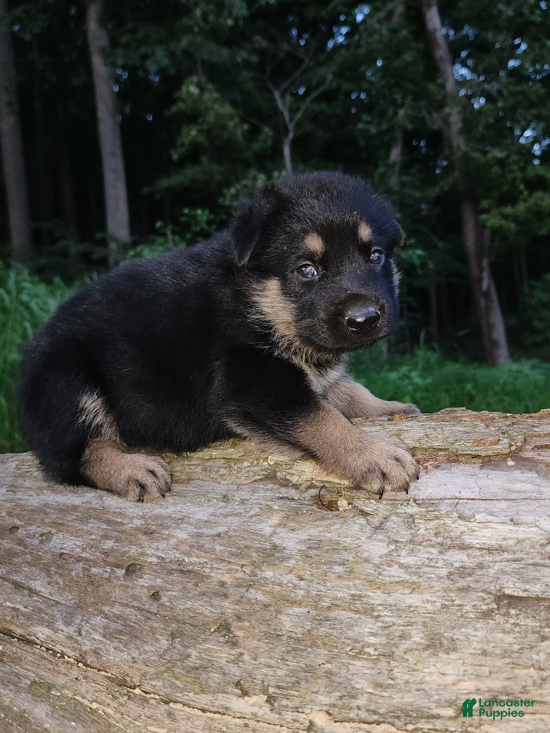 German Shepherd dogs for sale: German Shepherd 6 Truman - Ad 1