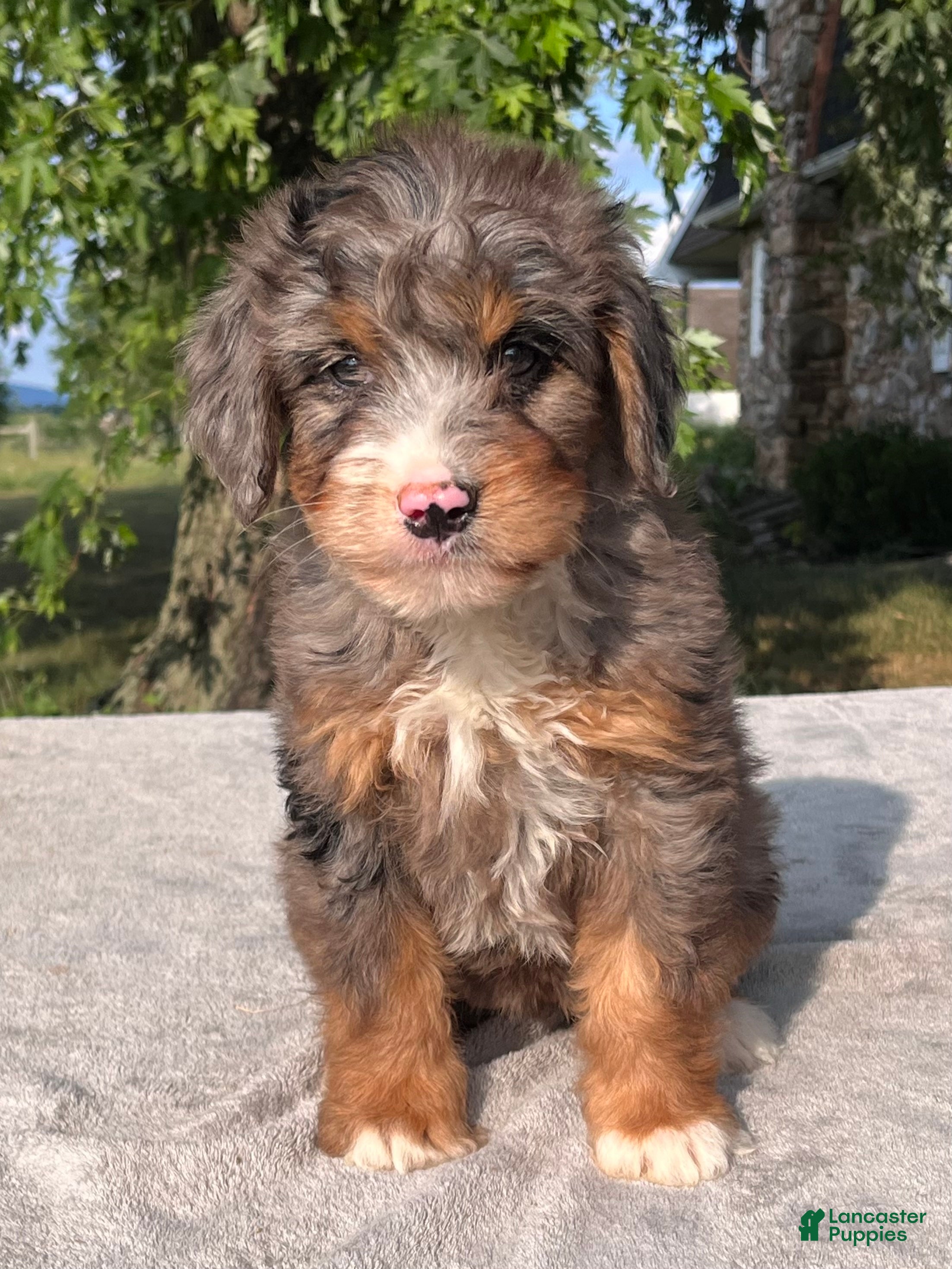 Bernedoodle dogs Tulip - Ad 2