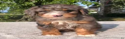 Bernedoodle dogs for sale: Tulip - Ad 2
