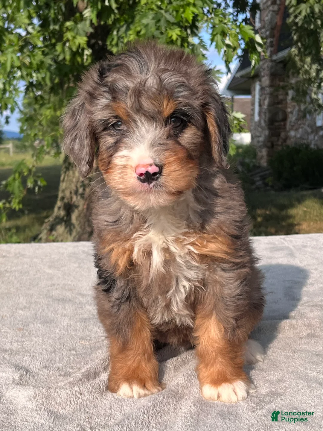 Bernedoodle dogs for sale: Tulip - Ad 2