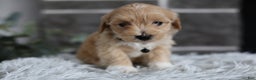 Maltipoo dogs for sale: Milo - Ad 8