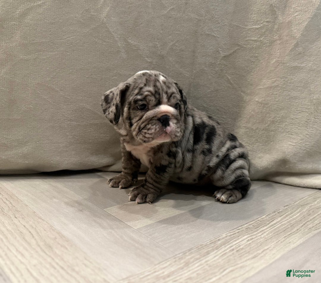 English Bulldog dogs for sale: Judy - Ad 9