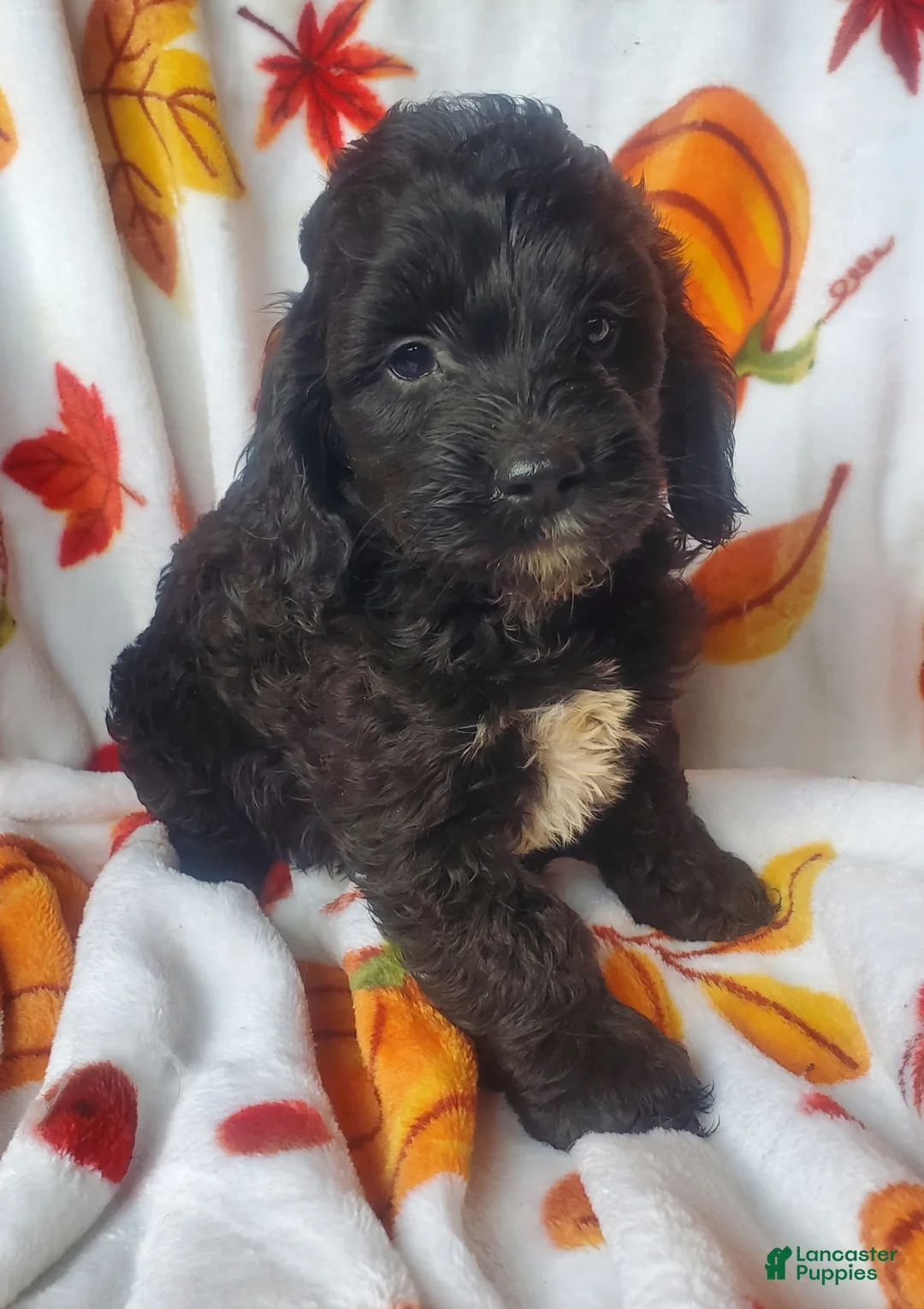 Cockapoo dogs for sale: Dillon - Ad 2