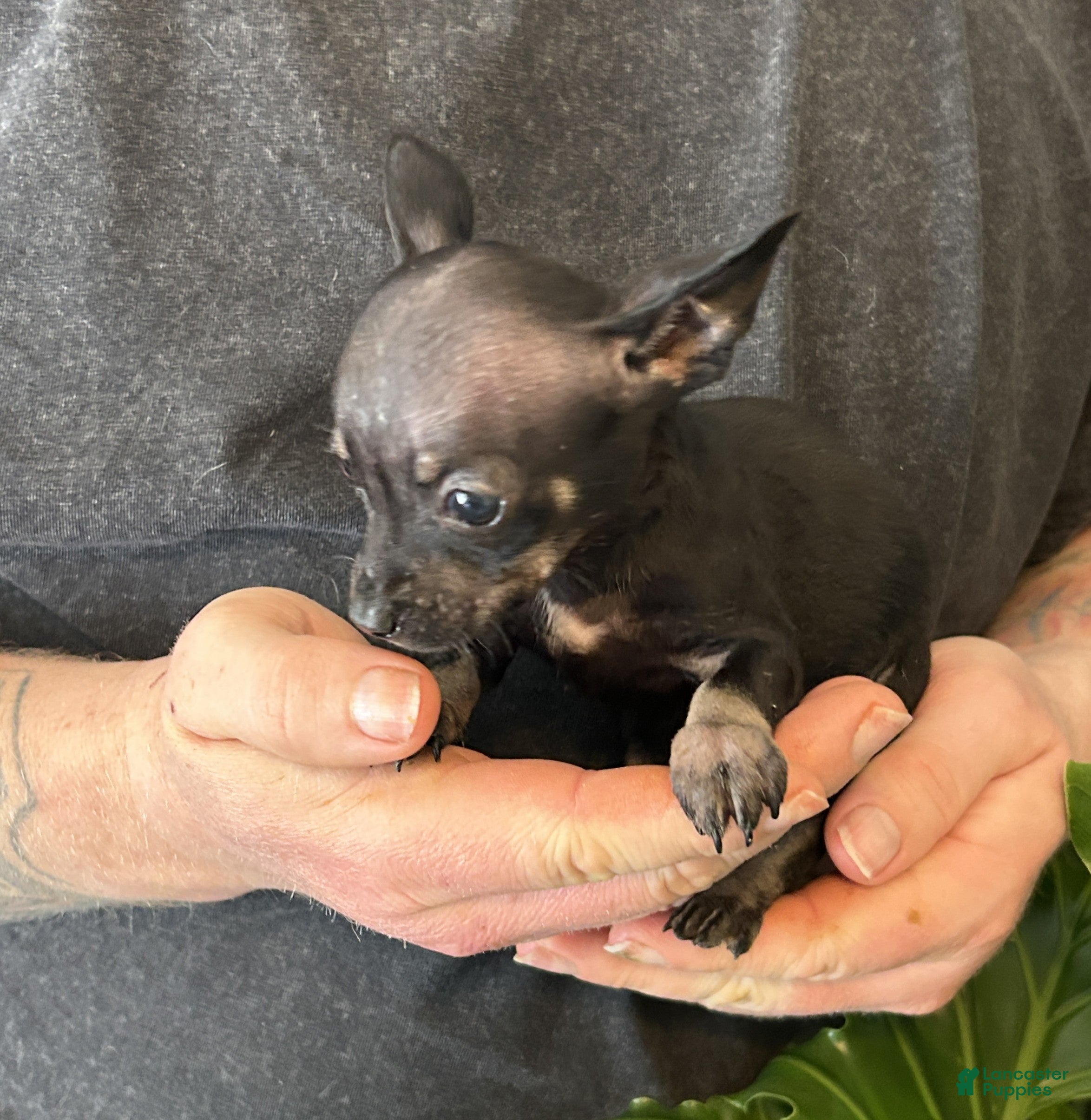 Chihuahua dogs Black Pearl - Ad 16